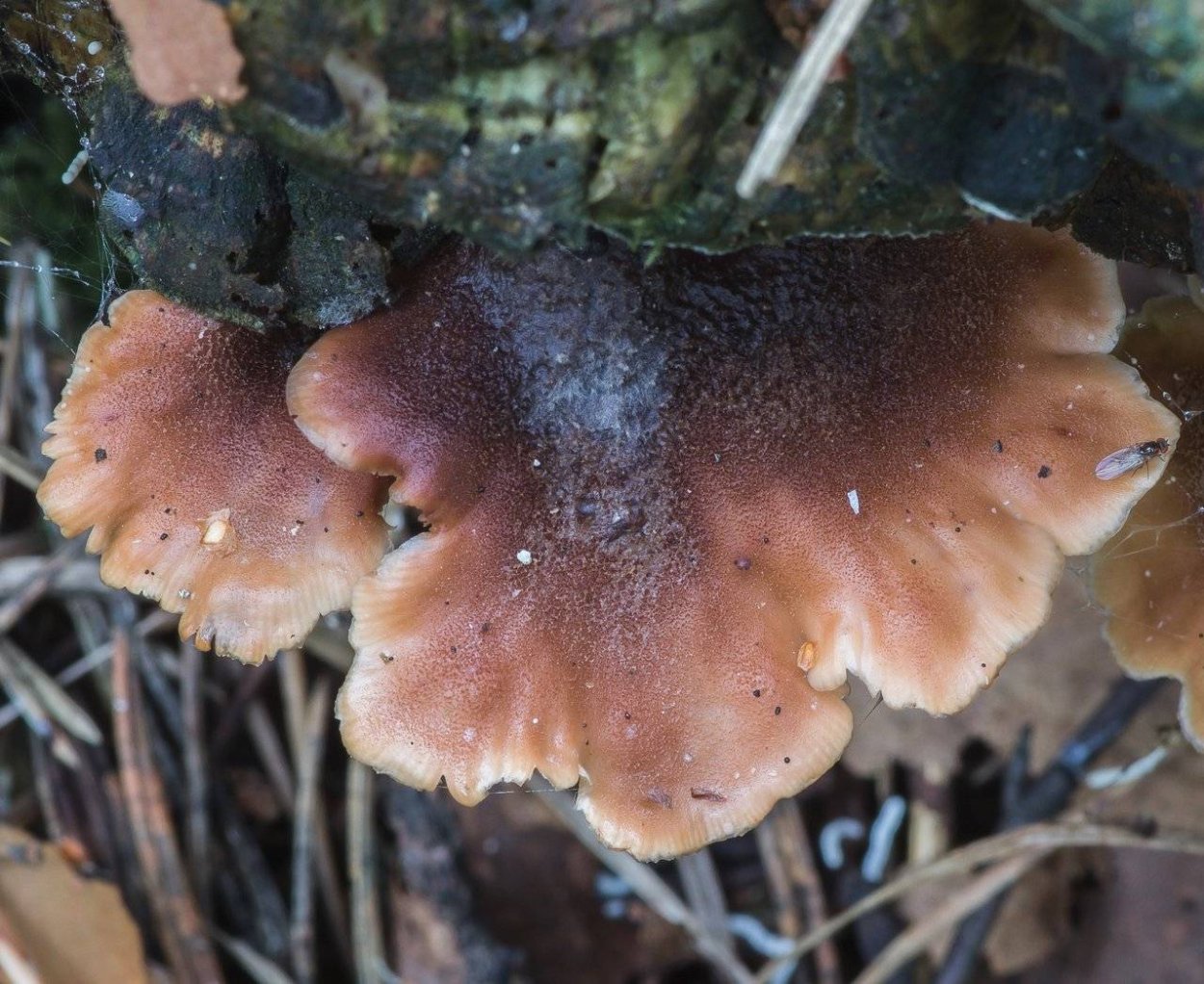 Lentinellus castoreus