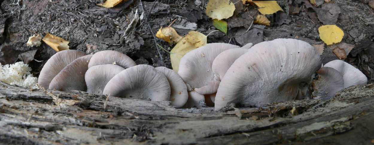 Пилолистник Лисий