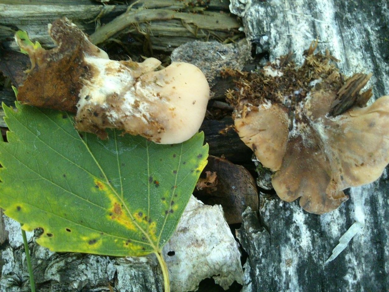 Пилолистничек Волчий