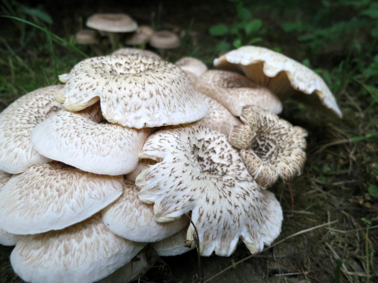 Пилолистник Медвежий