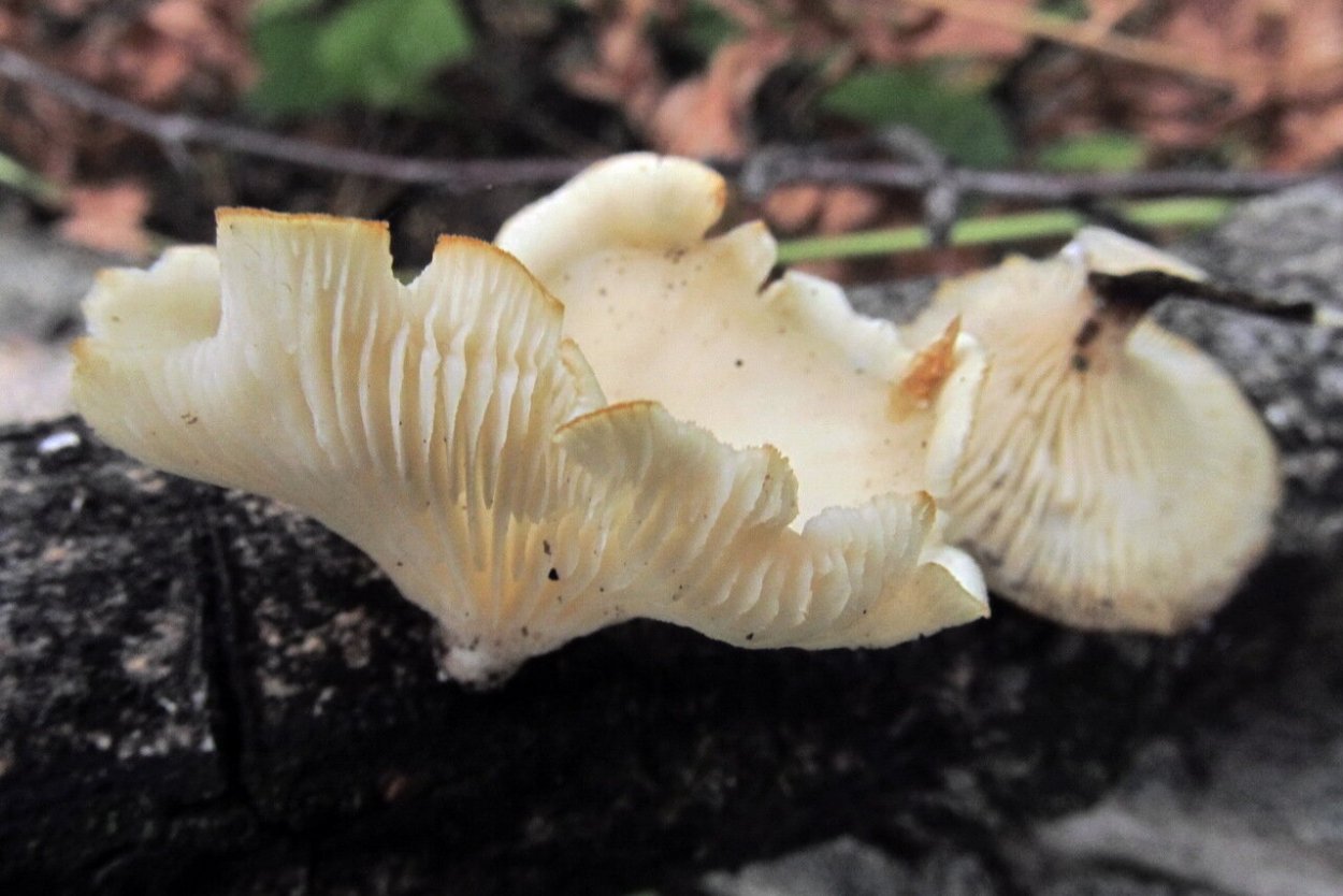 Пилолистник Волчий и вешенка