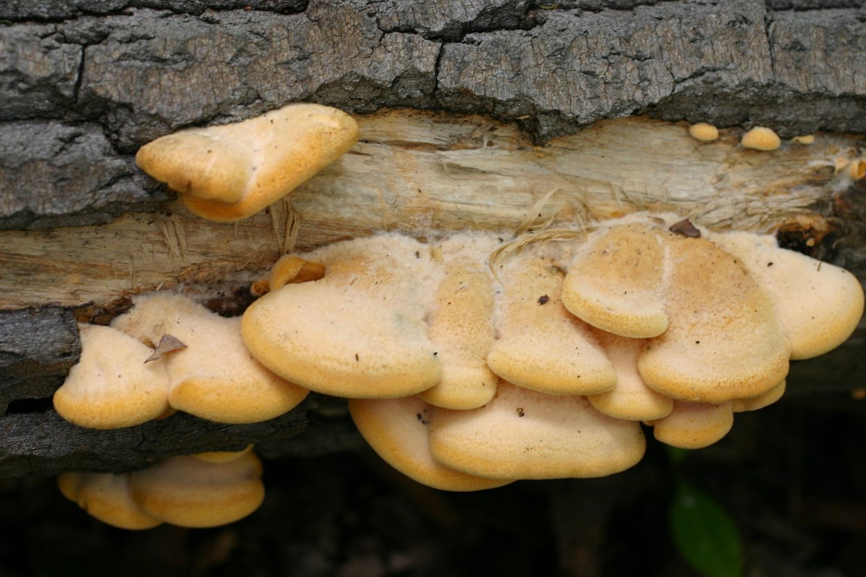 Профиль грибов Lentinus tigrinus
