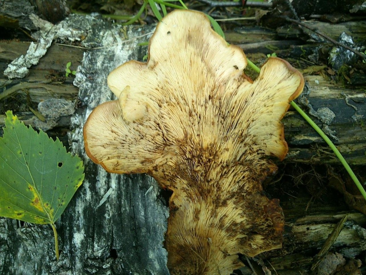 Пилолистник Волчий