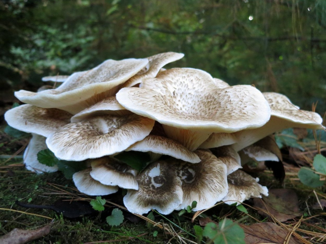 Пилолистник тигровый съедобный