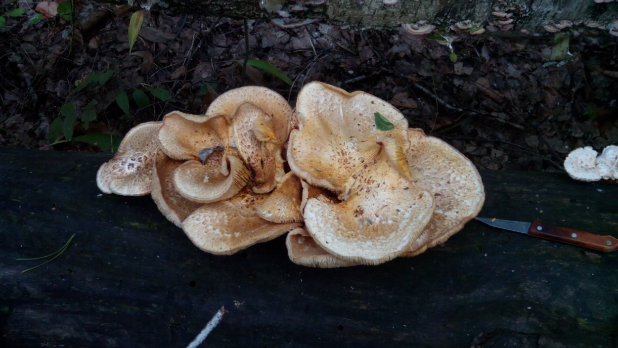 Съедобные грибы Краснодарского