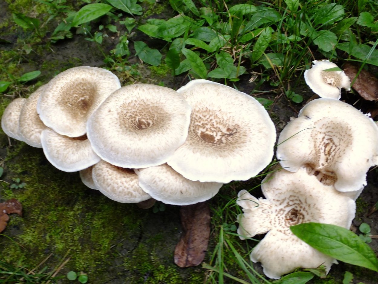 Пилолистник бокаловидный