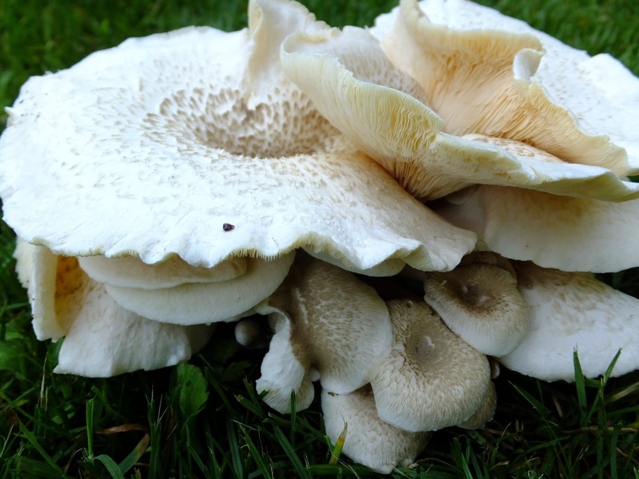 Пилолистник тигровый