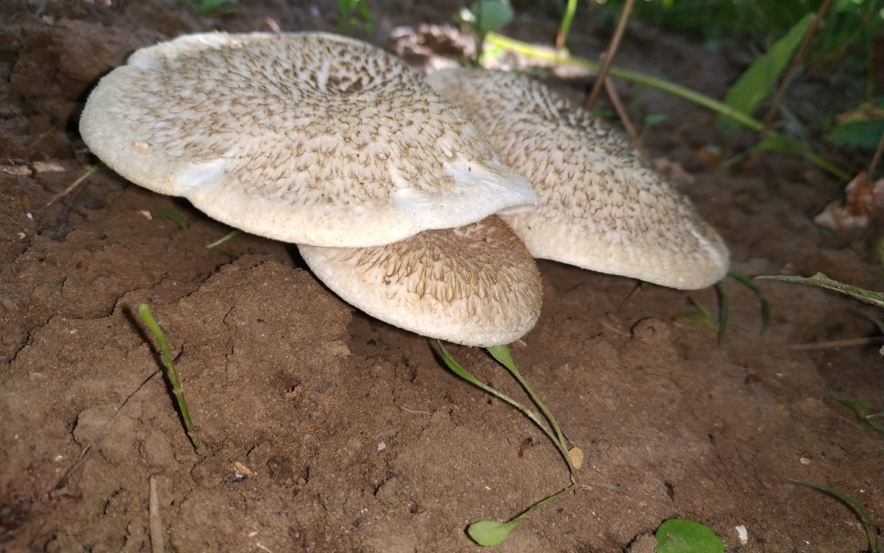 Пилолистничек (Lentinellus Ursinus),