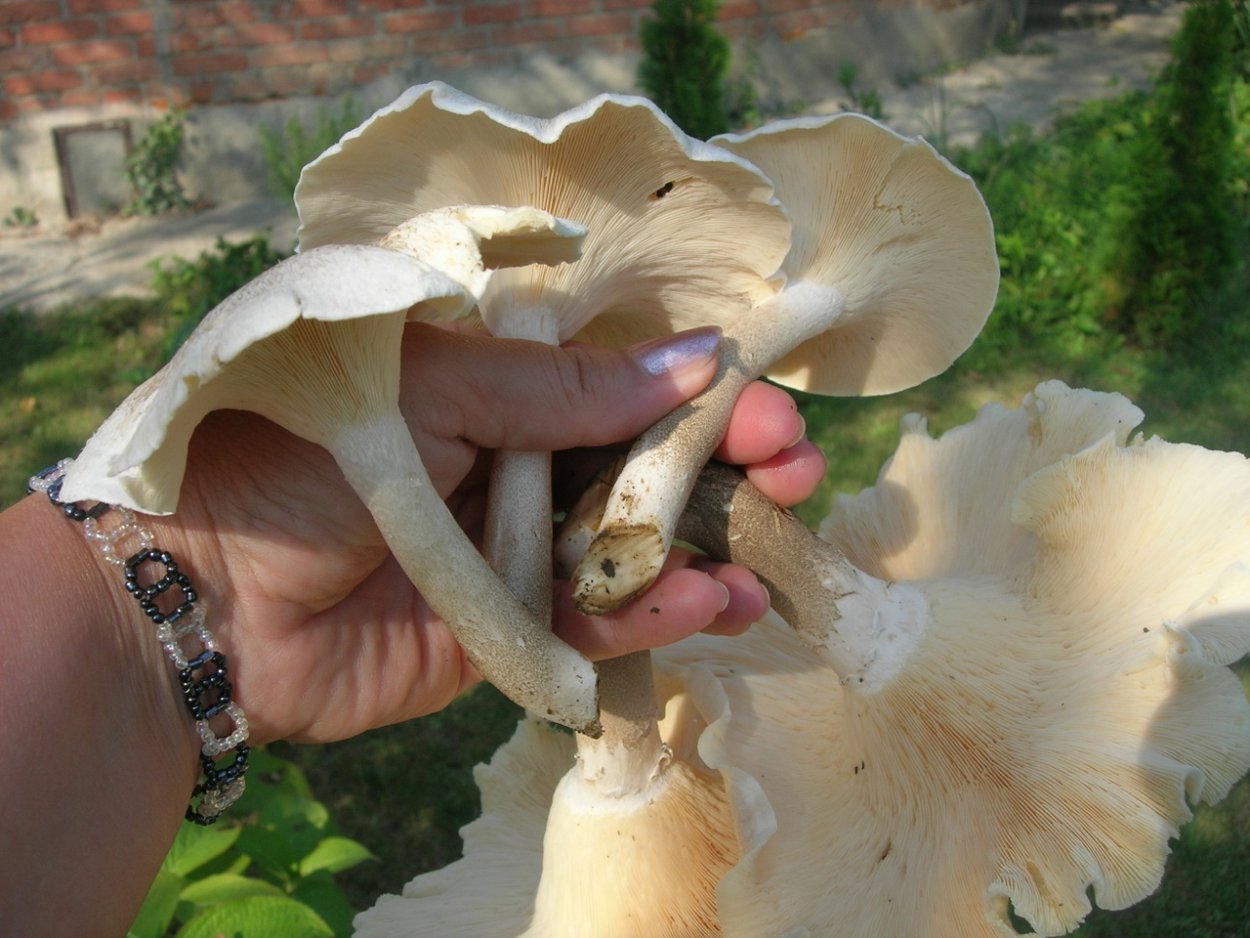 Пилолистник гриб