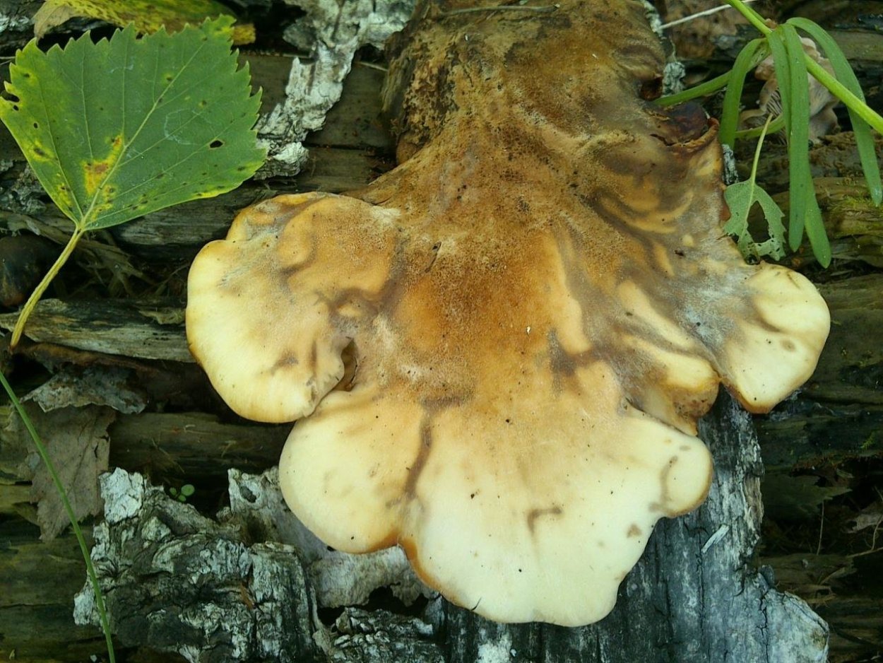 Пилолистник тигровый