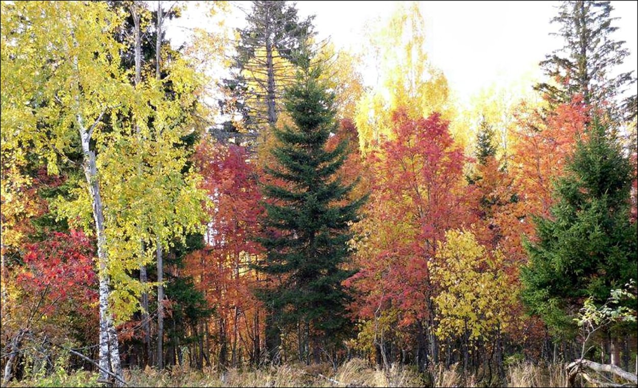 Смешанный лес ХМАО