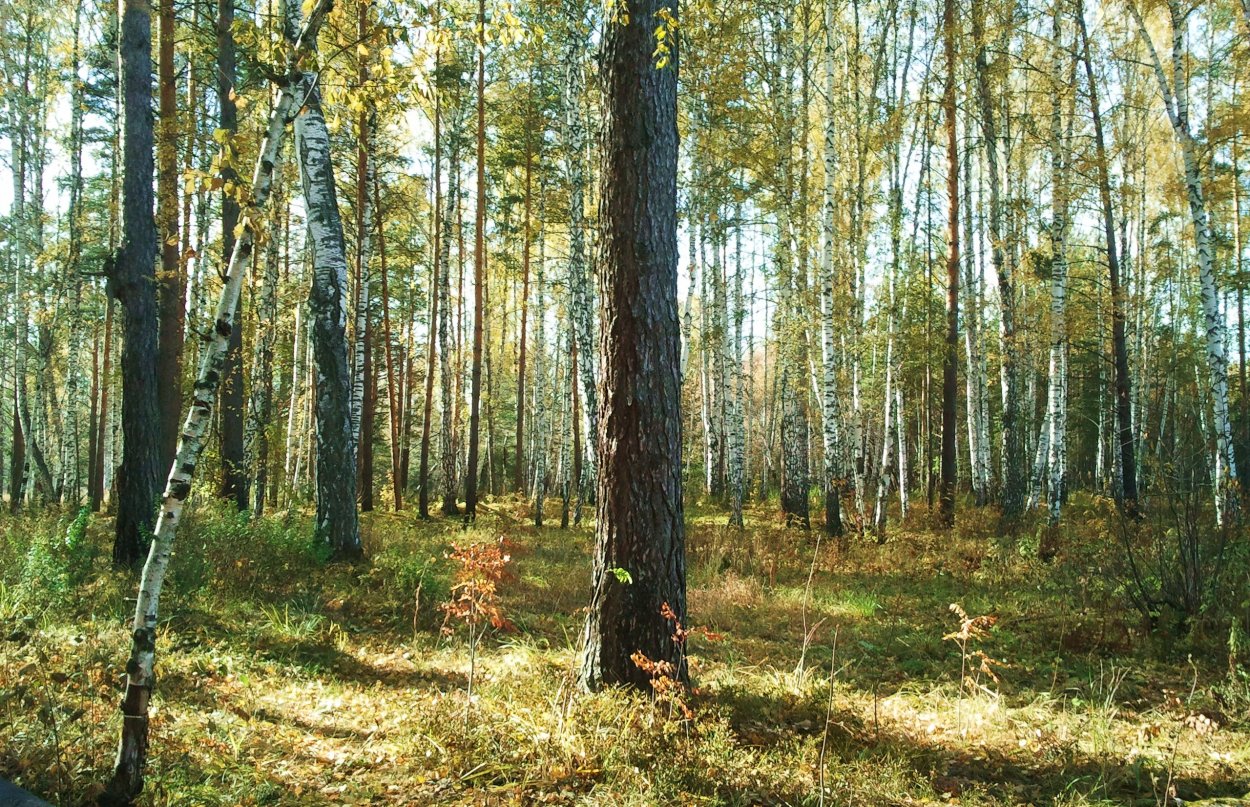 Осиновая роща лес