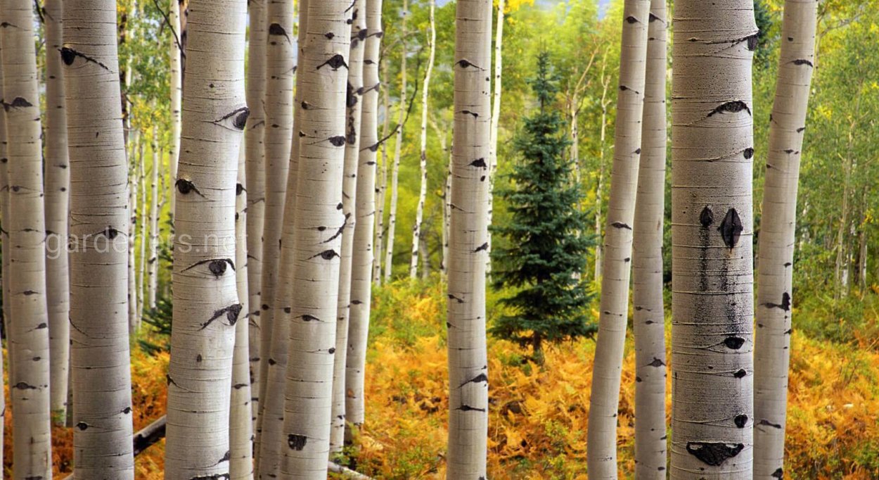 Лесное дерево осина