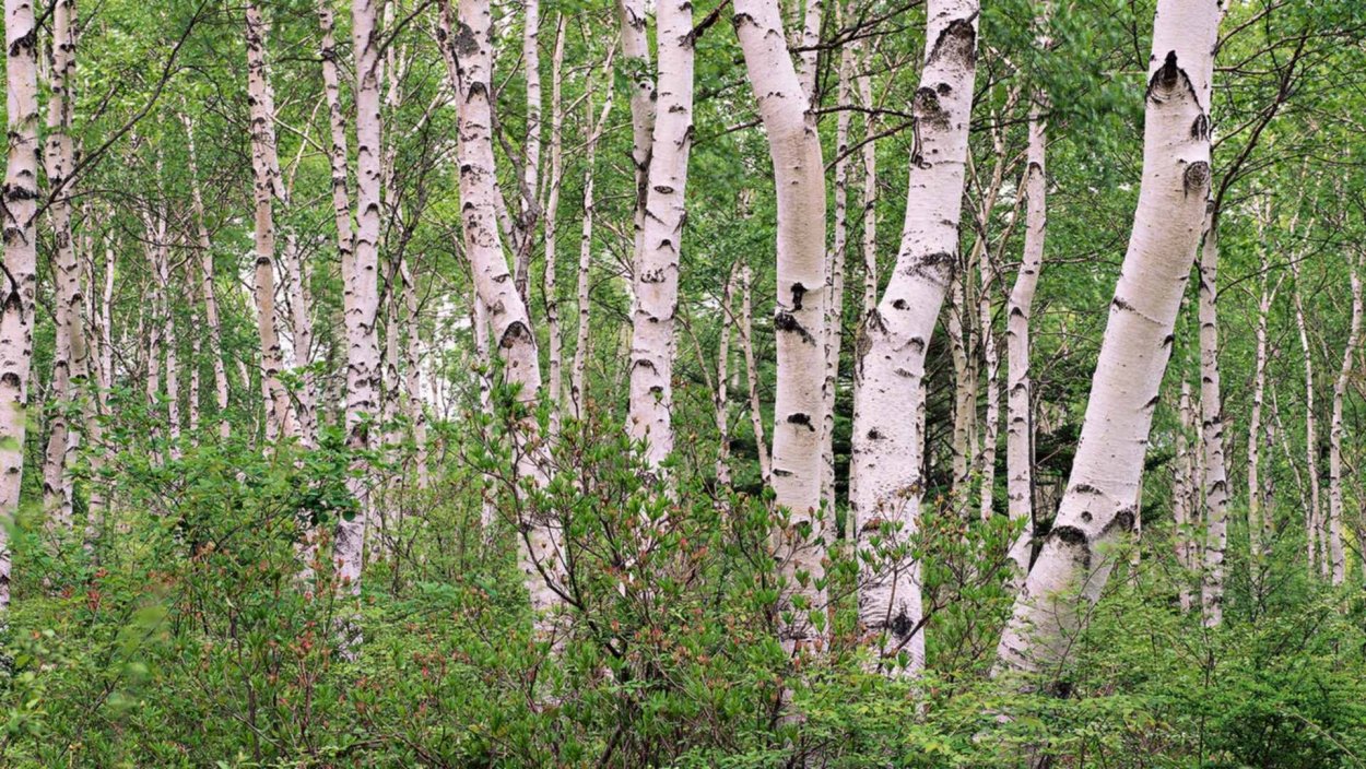 Береза дерево Битцевский лес