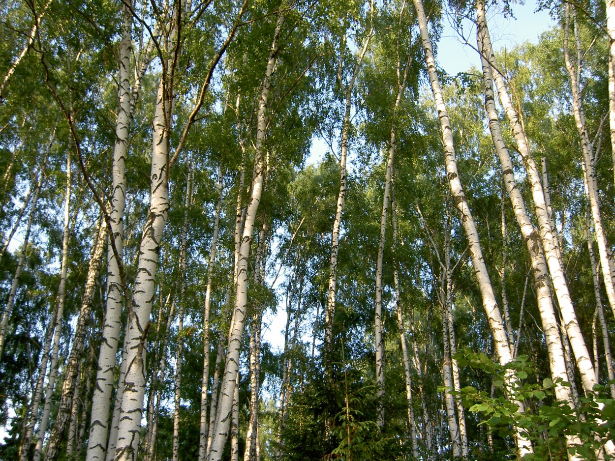 Подрост осины