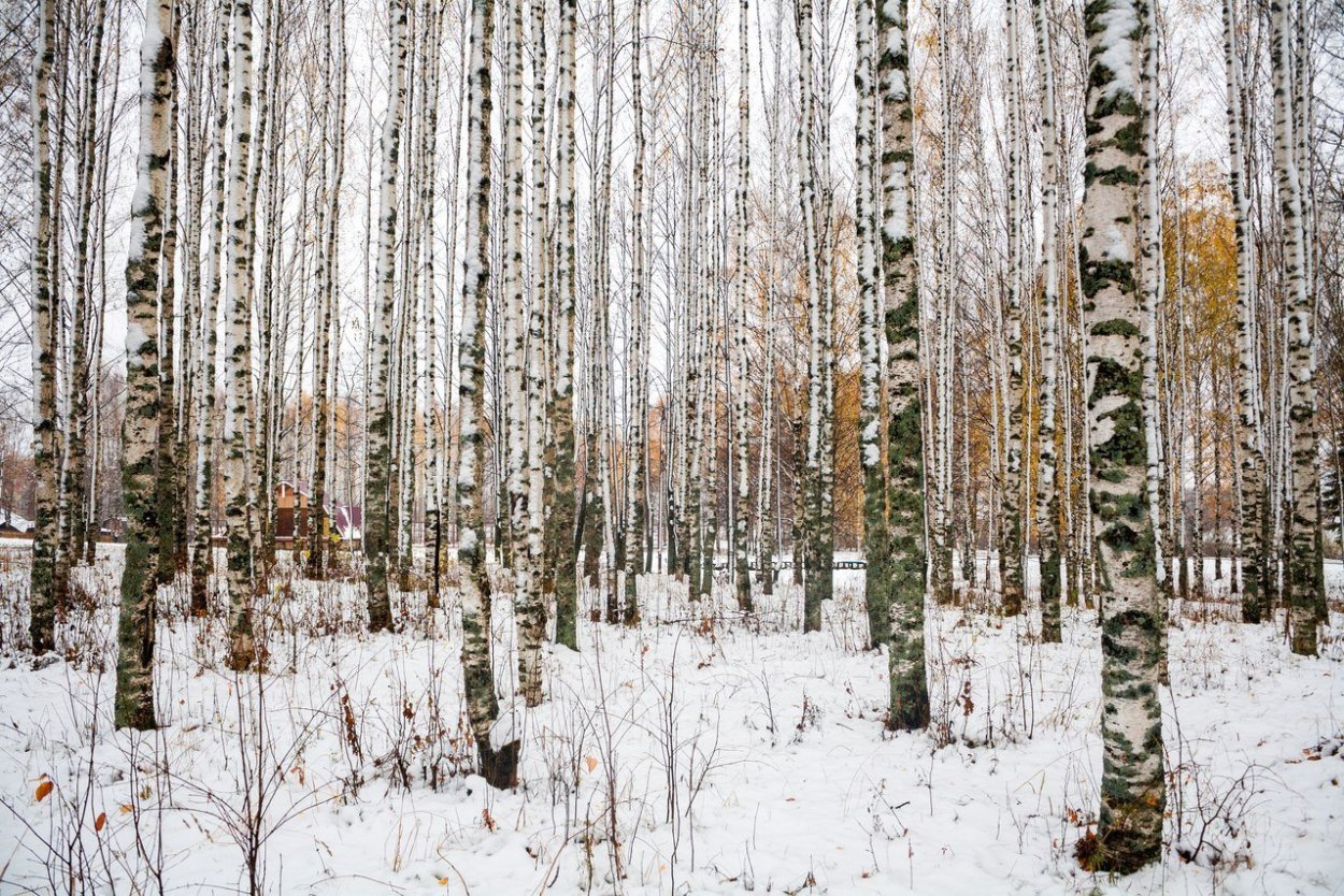 Берёзовая роща Назарого зимой
