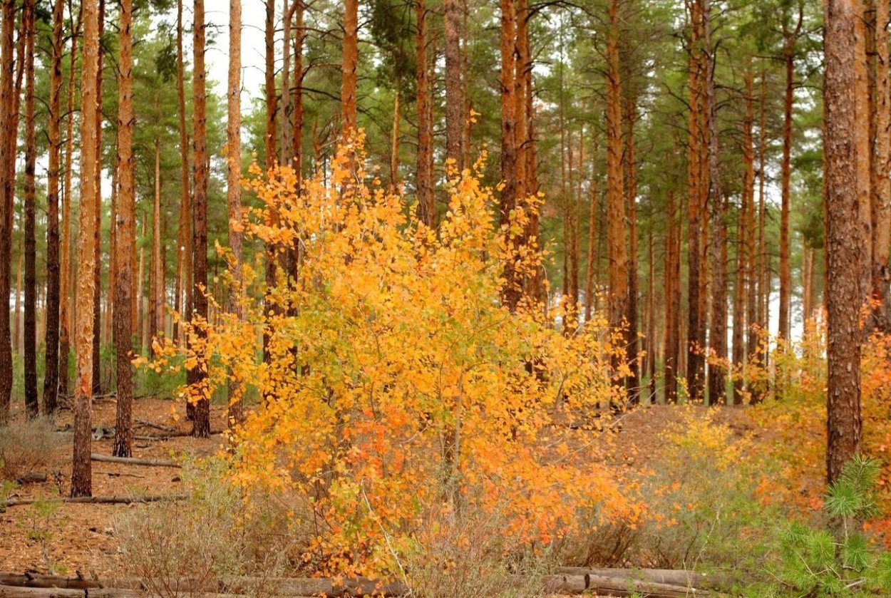 Сосновый Бор Сосенки осень
