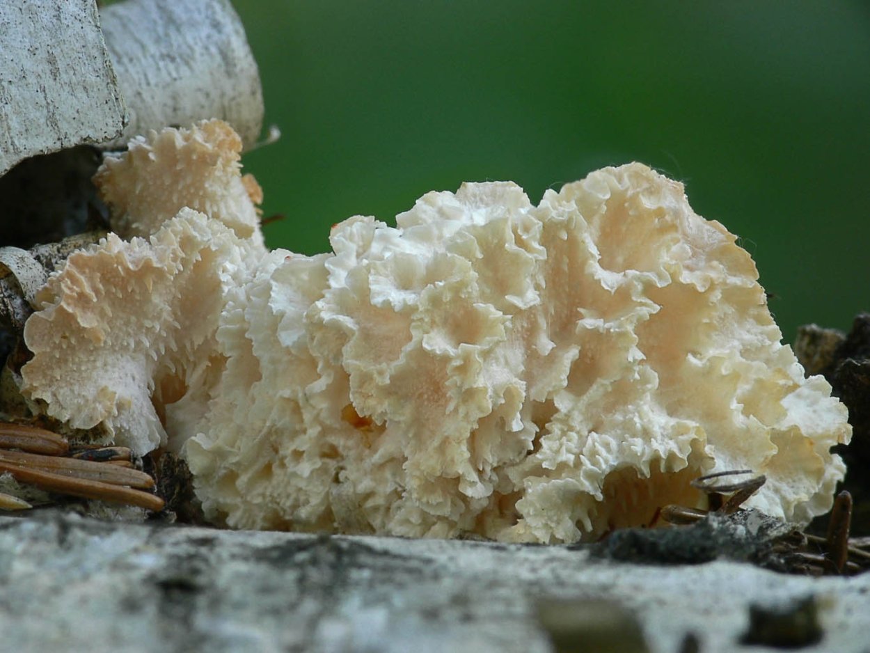 Гриб ежовик усиковый