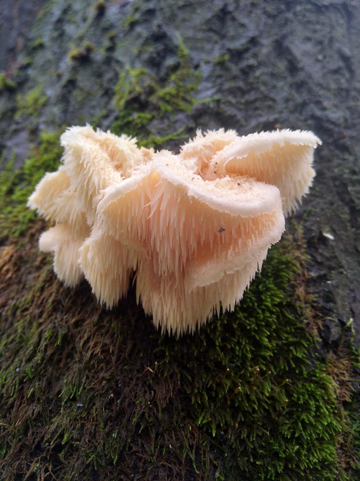 Ежевик (ежовик) гребенчатый