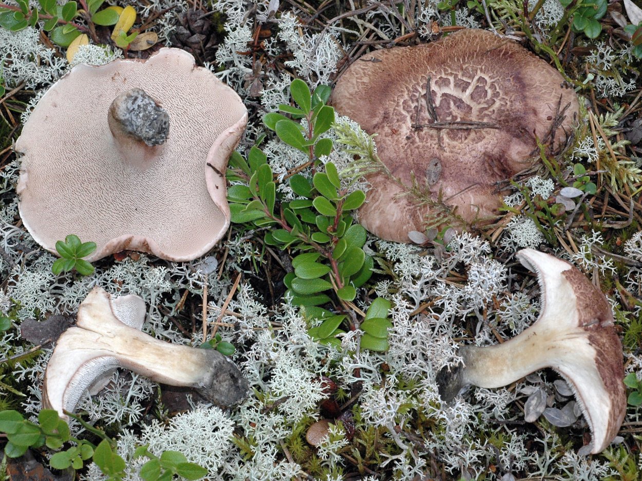 Ежовик усиковый