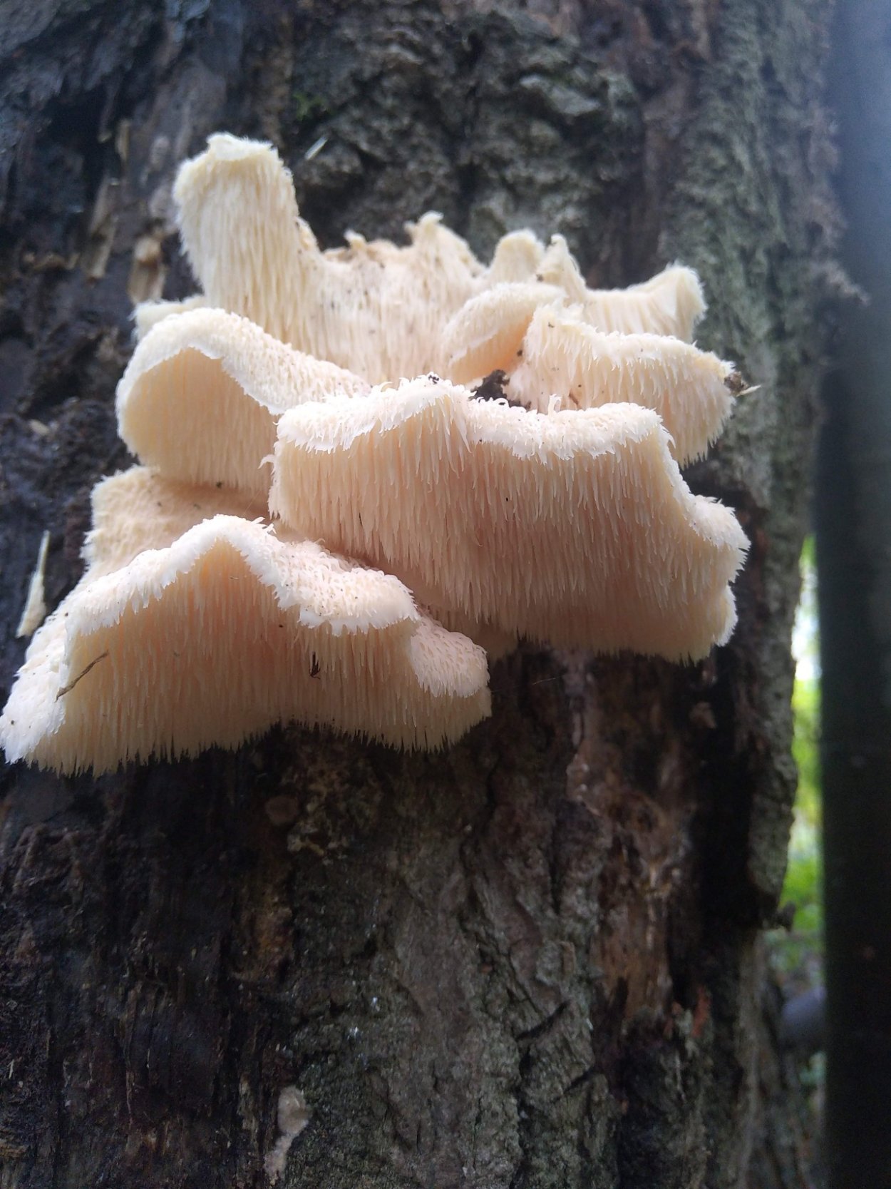 Гериций усиковый