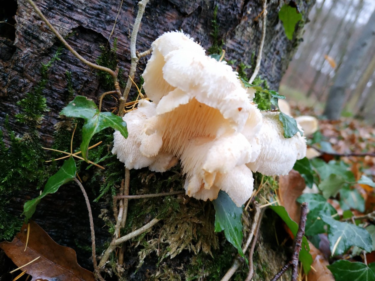 Гриб ежовик усиковый