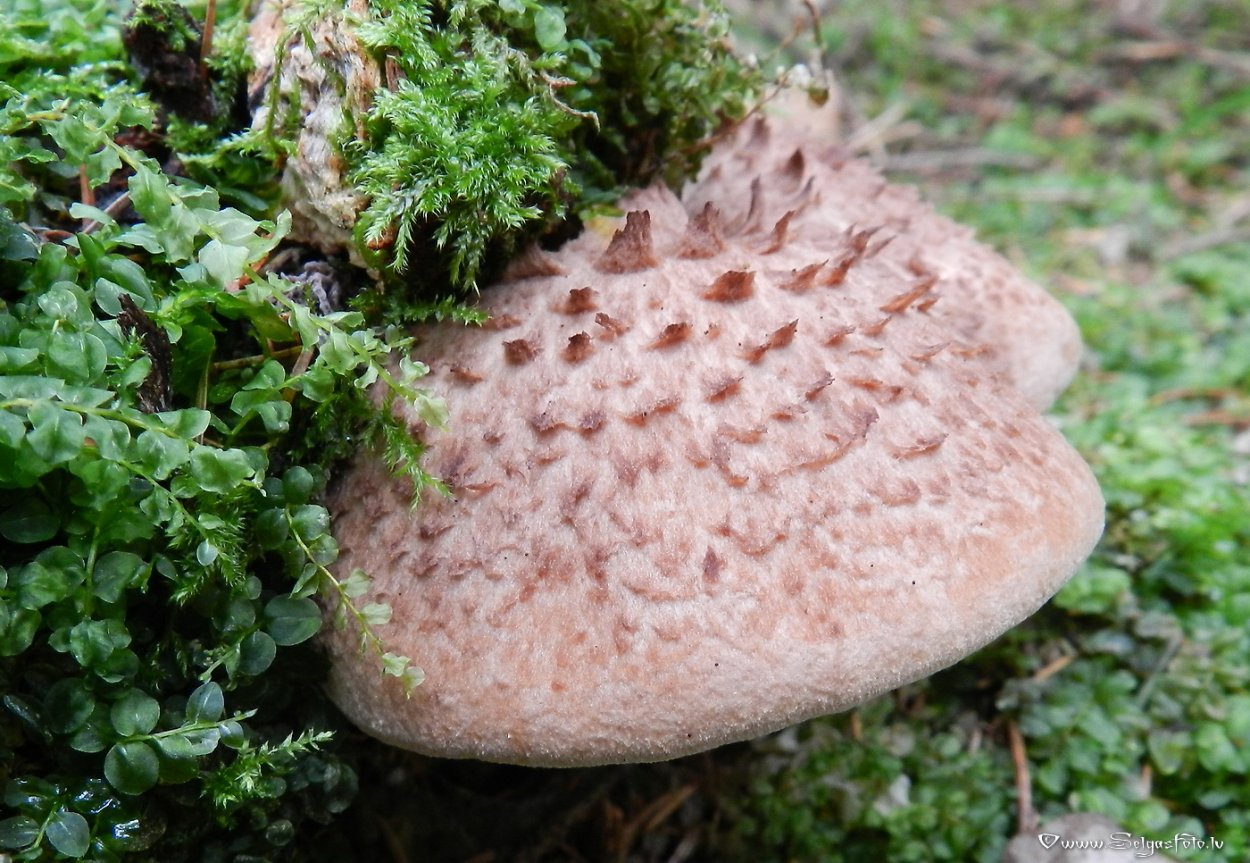 Гриб ежовик черепитчатый