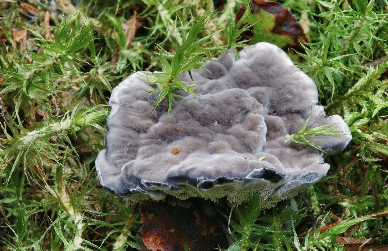 Ежовик пёстрый