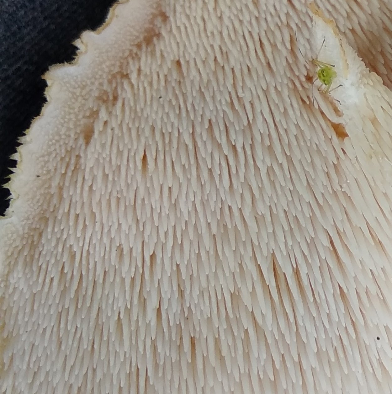 Ежовик усиковый