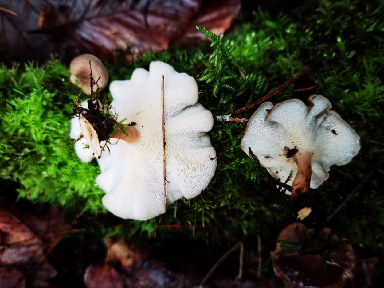 Ежовик усиковый Hericium cirrhatum