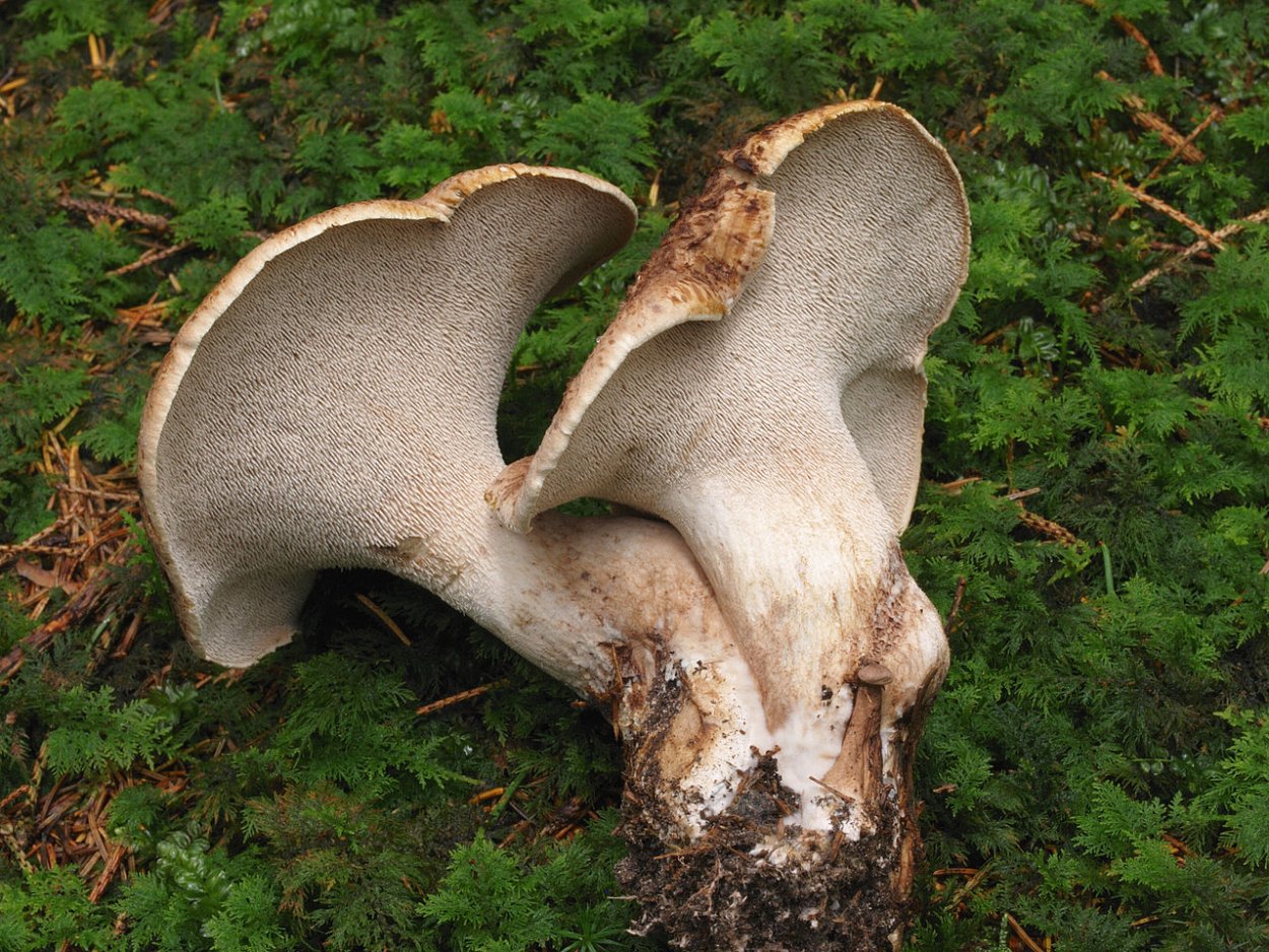Тремеллодон студенистый; ледяной гриб, (Tremellodon gelatinosum, Pseudohydnum gelatinosum).