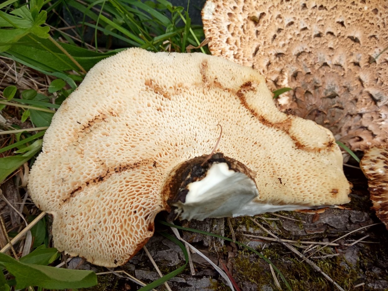 Ежевик (ежовик) гребенчатый