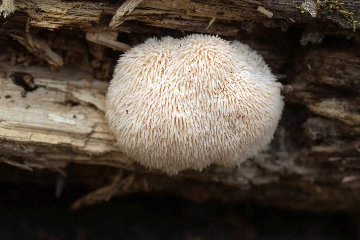 Гриб ежовик усиковый