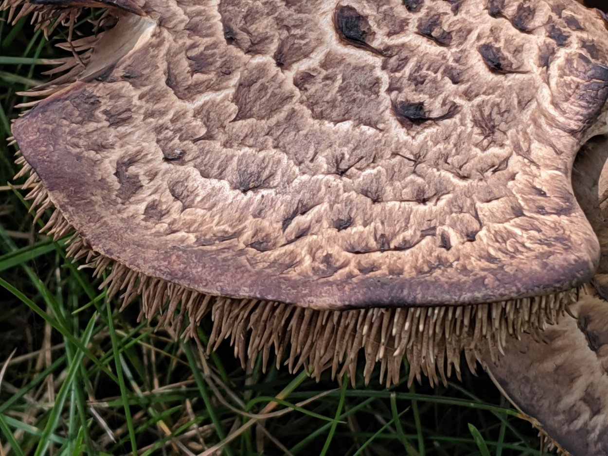 Ежовик Королевский гриб