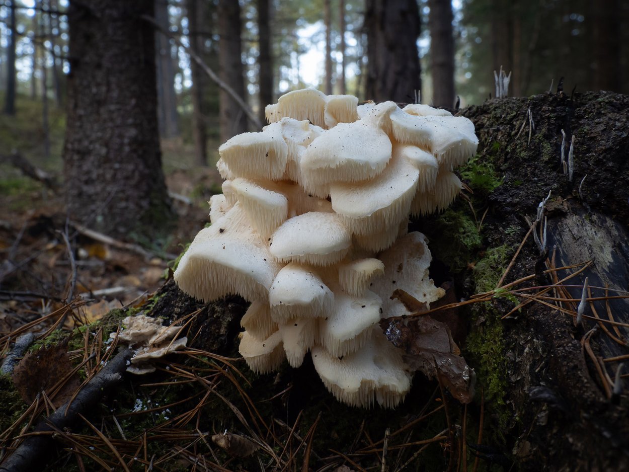 Ежовик финский