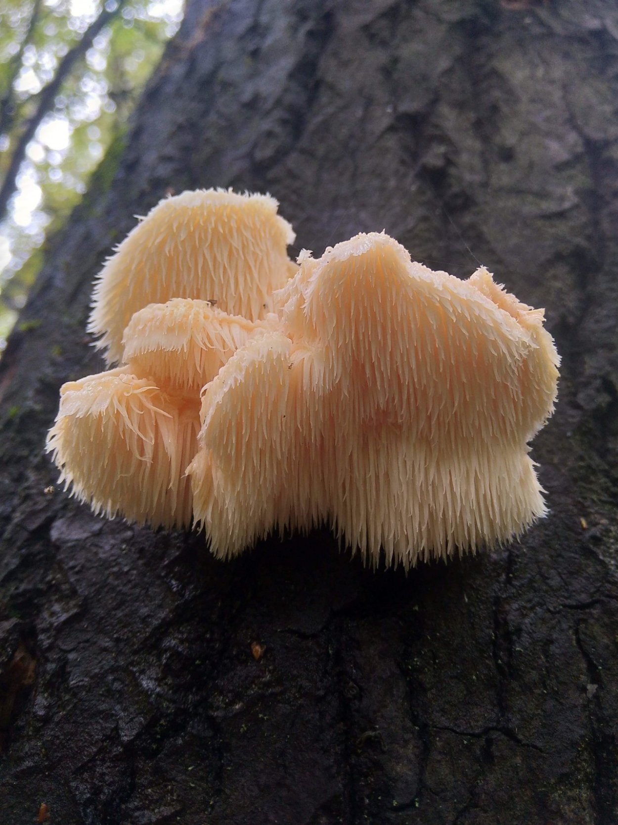 Гриб ежовик гребенчатый