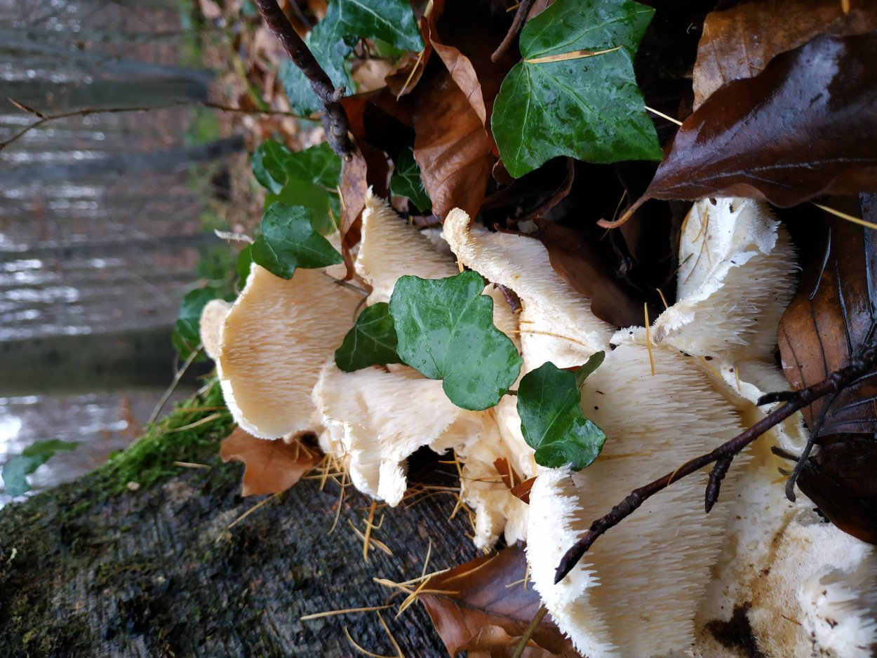 Ежовик фиолетовый