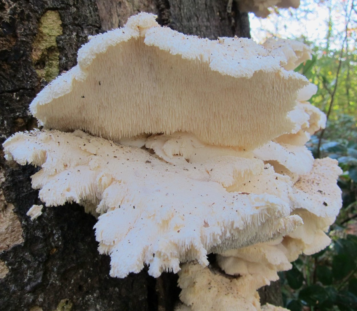 Ежовик пестрый Sarcodon imbricatus