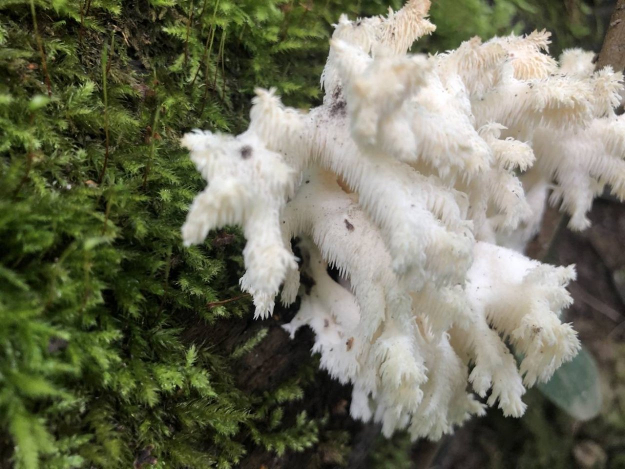 Львиная грива (ежевик гребенчатый)