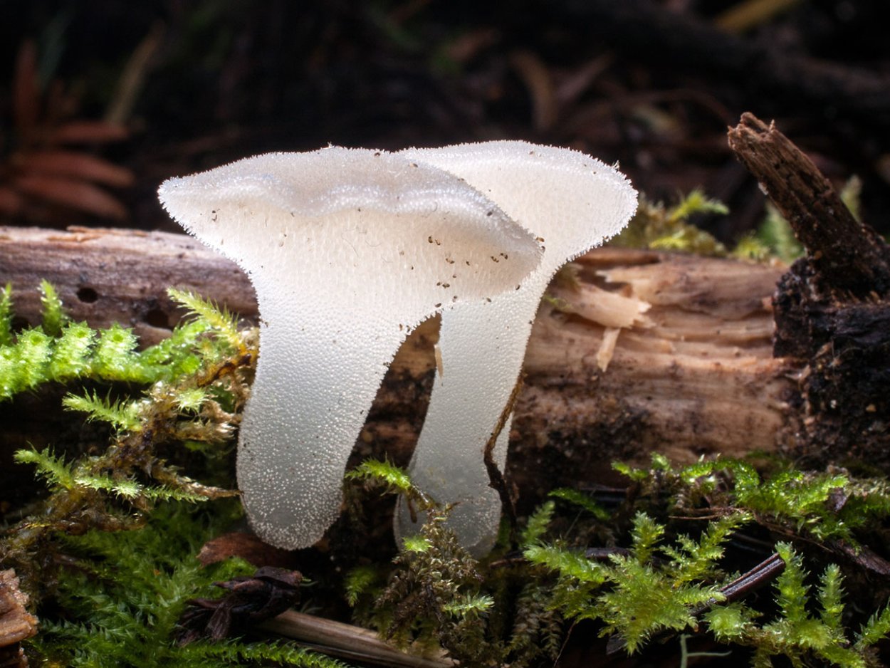 Ежевик (ежовик) гребенчатый