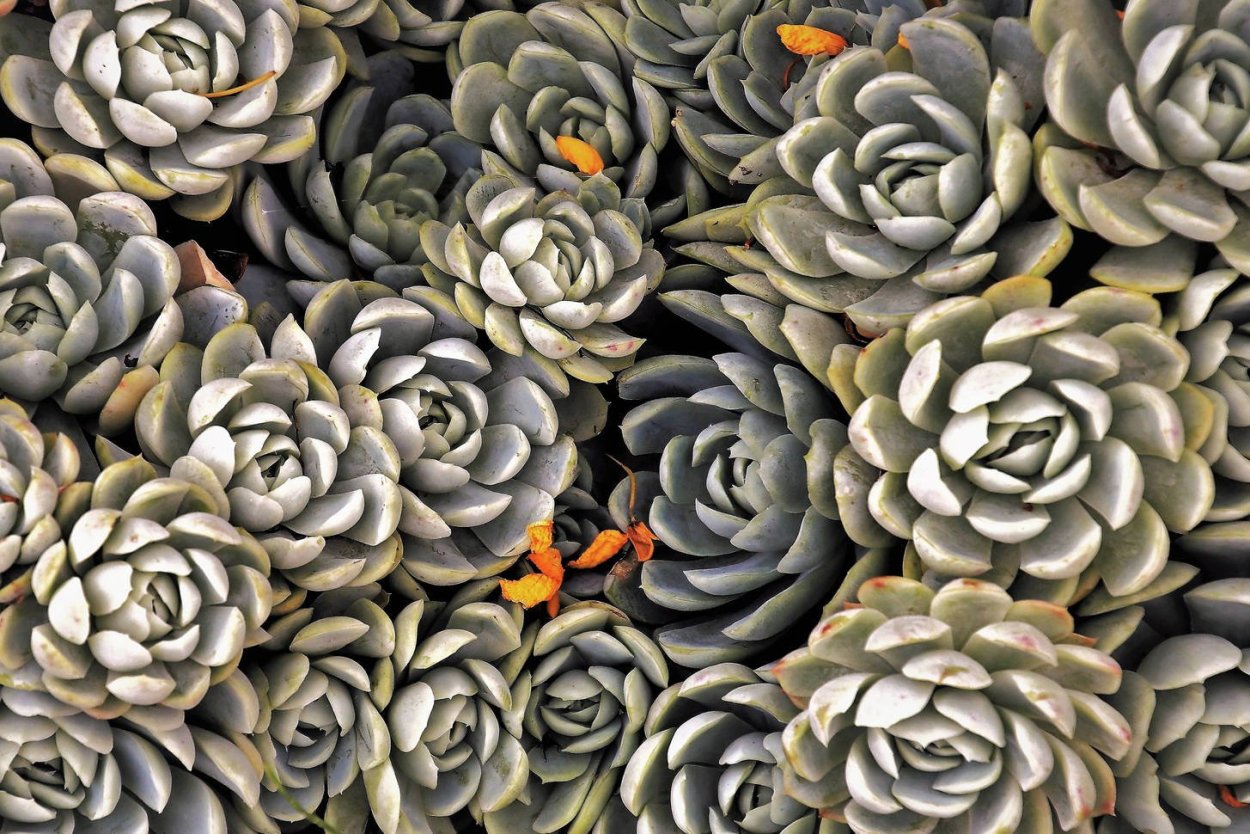 Суккуленты Эстетика