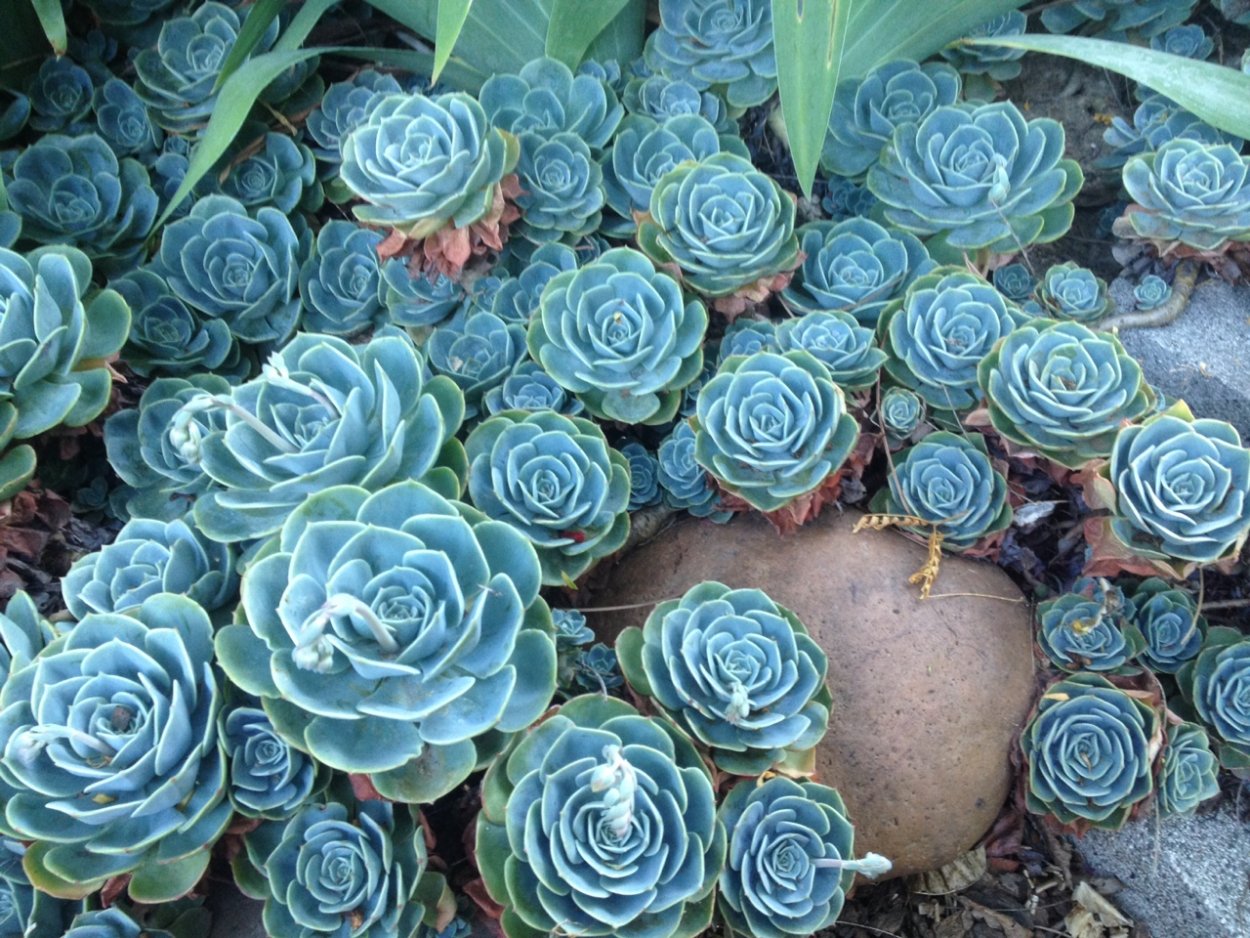 Суккулент Эчеверия тамблер