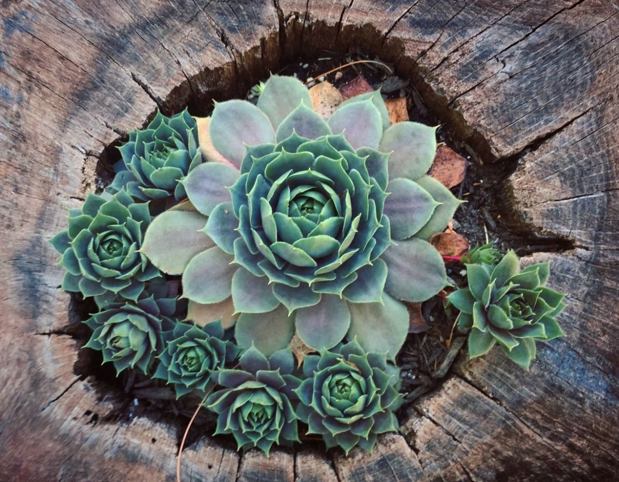 Суккуленты тумблер