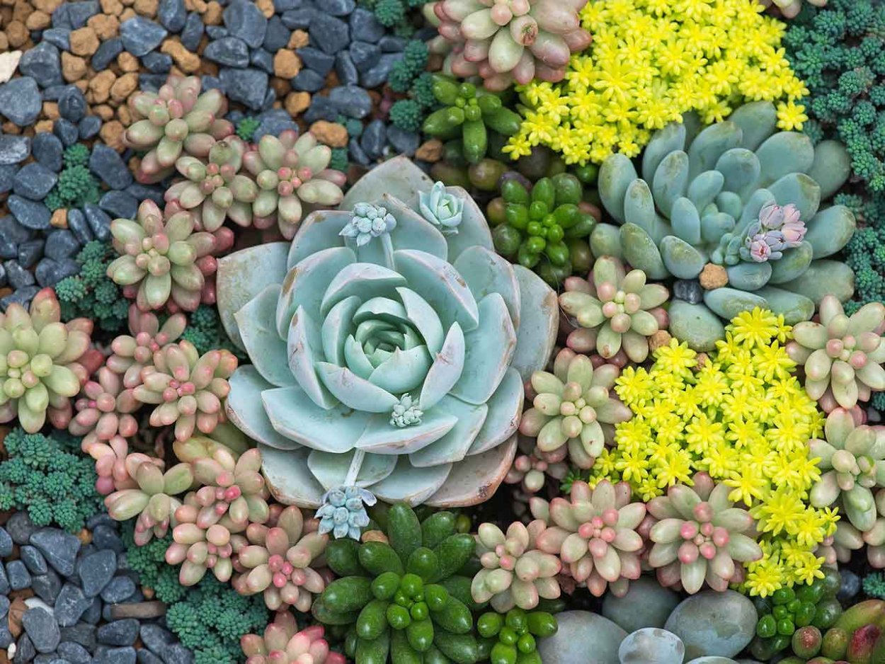 Молодило кровельное (Sempervivum tectorum)