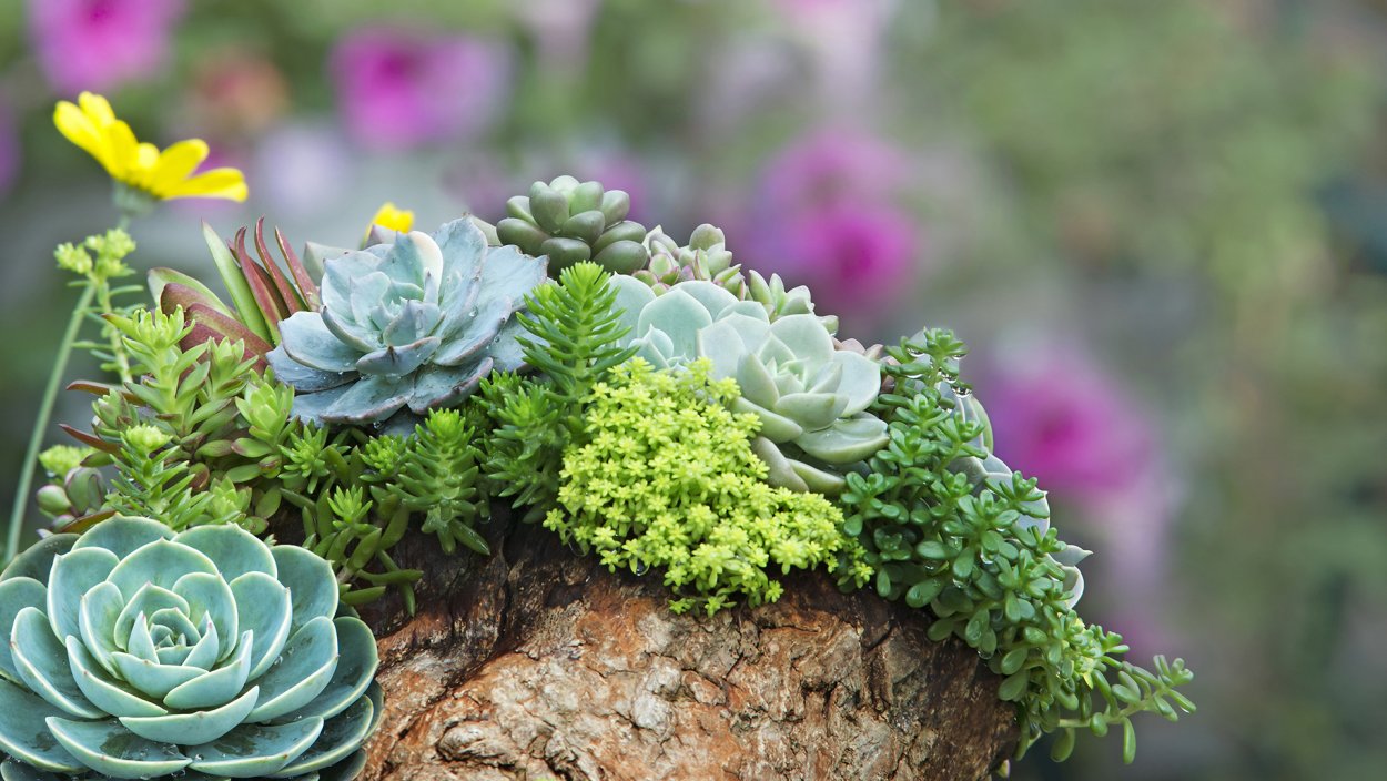 Флорариум Оазис из суккулентов