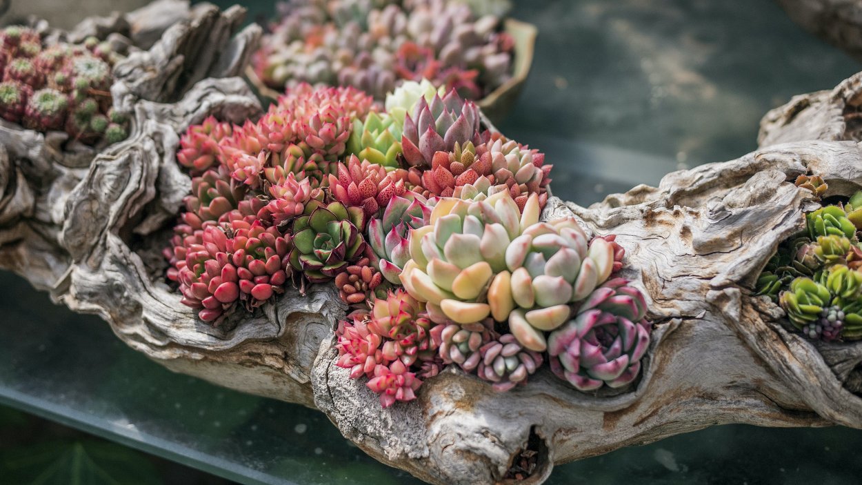 Гравий для суккулентов