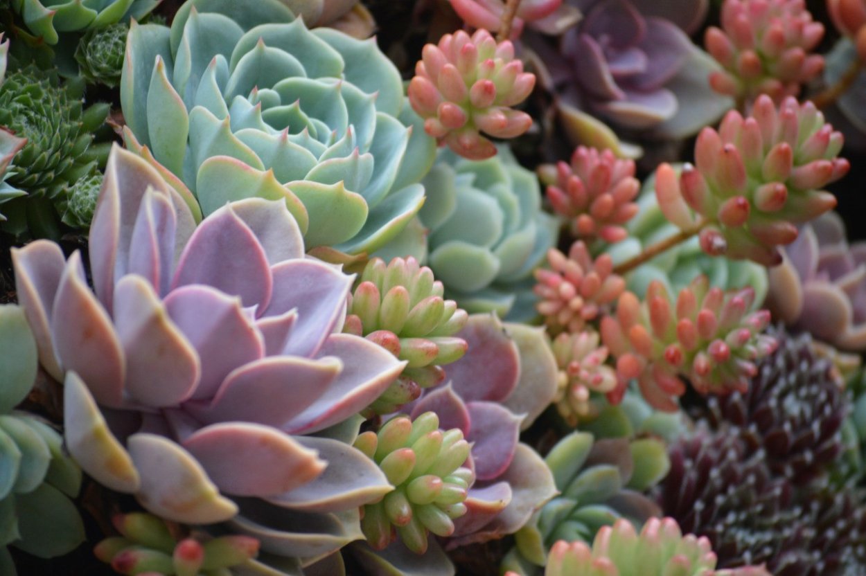 Молодило живучка