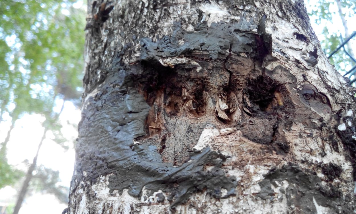 Дерево с зеленой корой