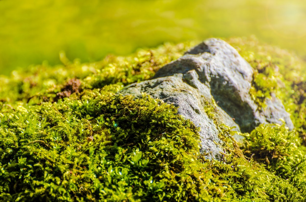 Мох зелёный