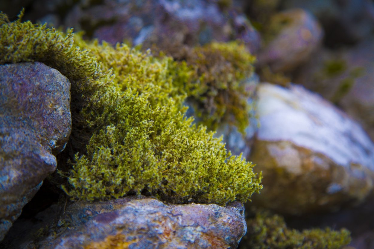 Мох Тиангаро